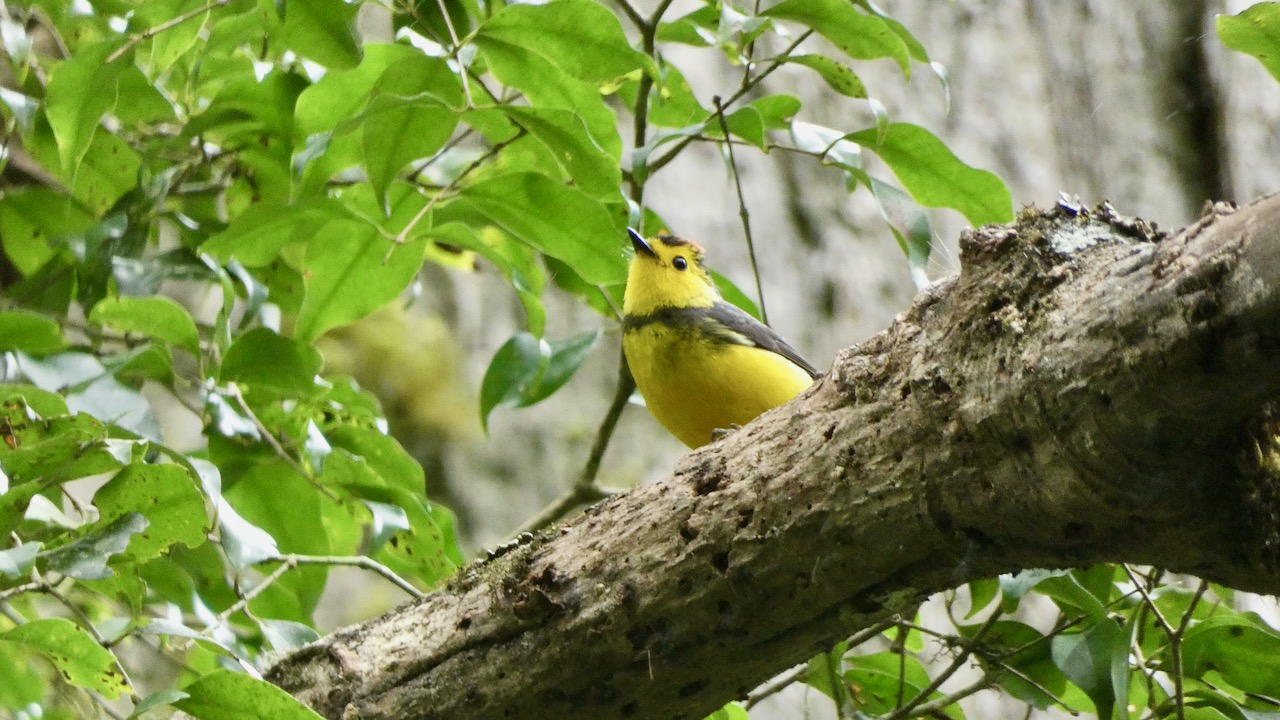 Collared Redstart