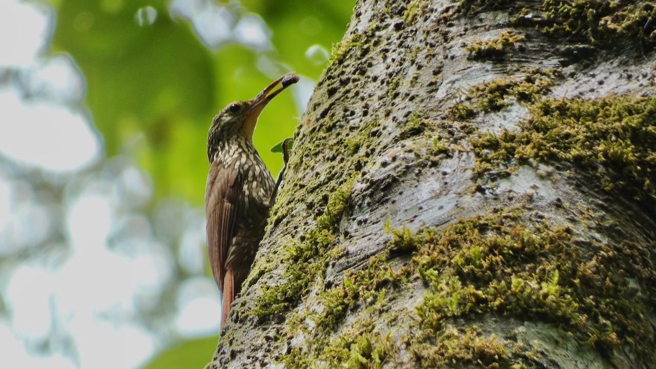 Spot-crowned Woodcreeper