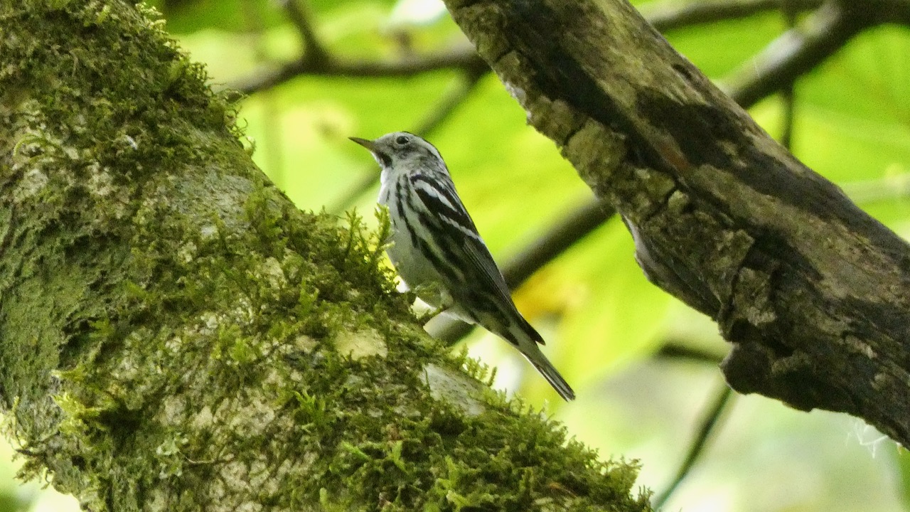 Black-and-white Warbler