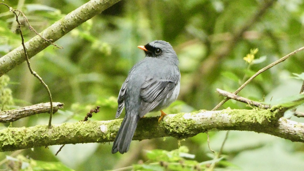 Black-faced Solitaire