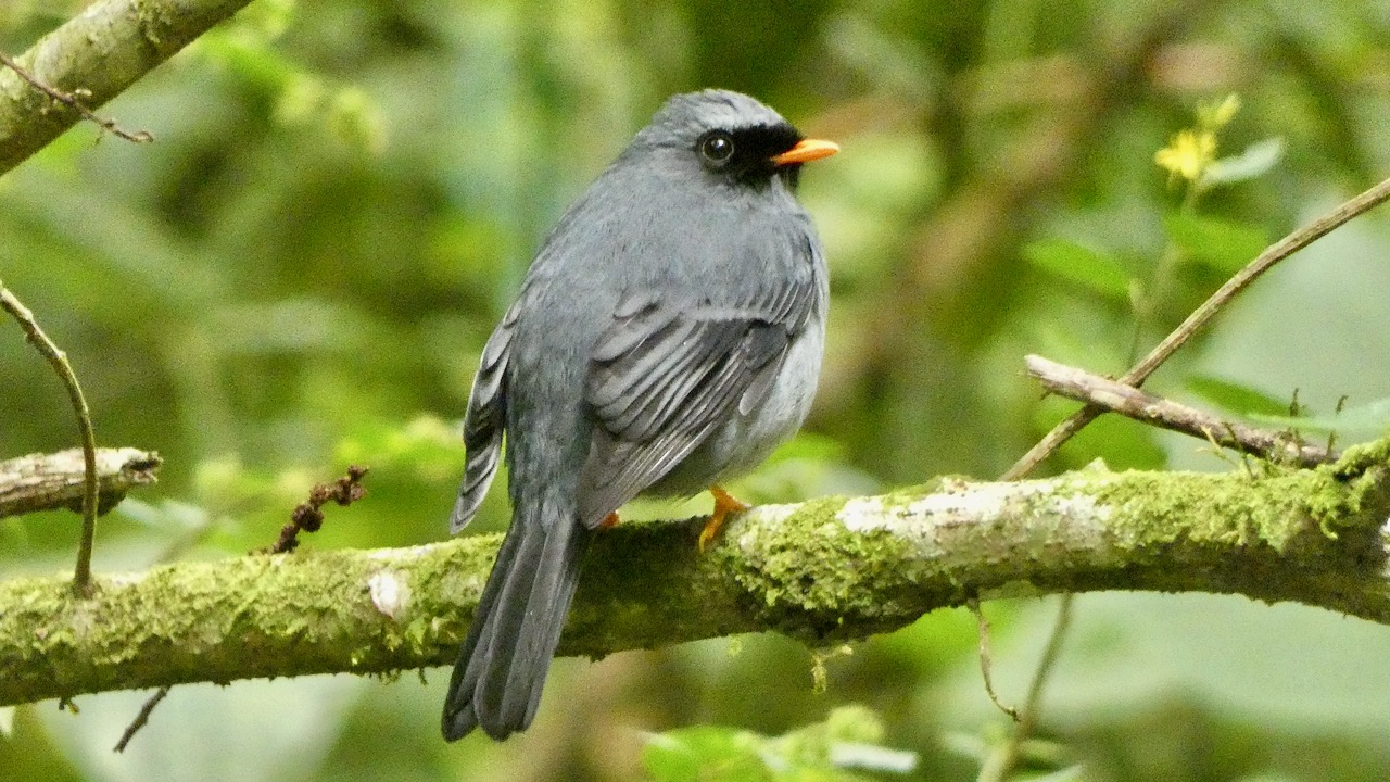 Black-faced Solitaire