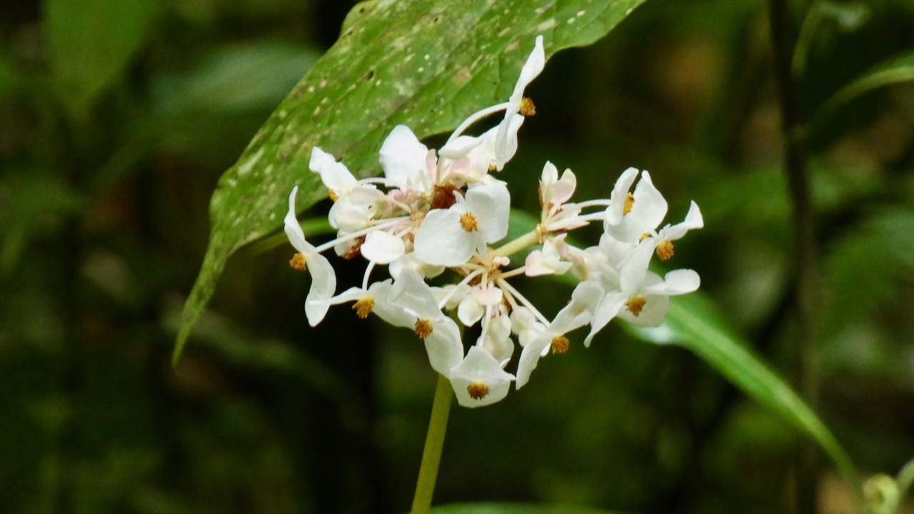 Begonia involucrata