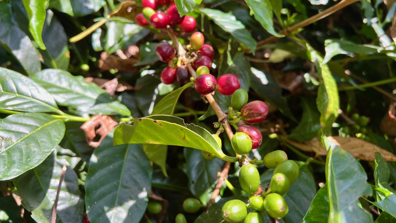 Coffee Beans