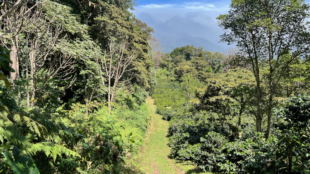 Trail View