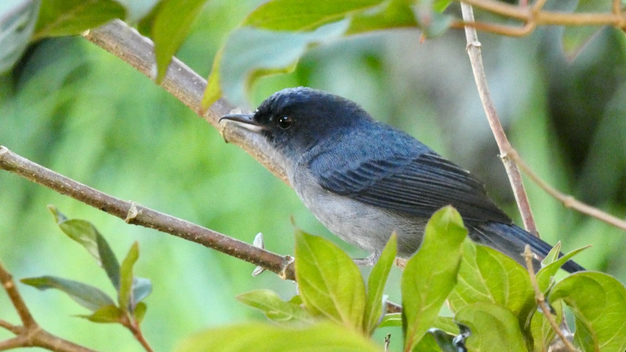 Slaty Flowerpiercer