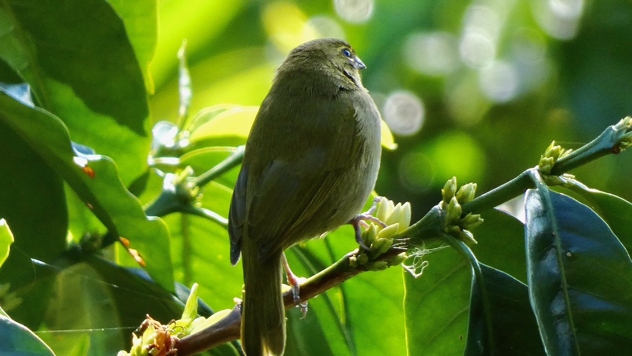 Yellow-faced Grassquit