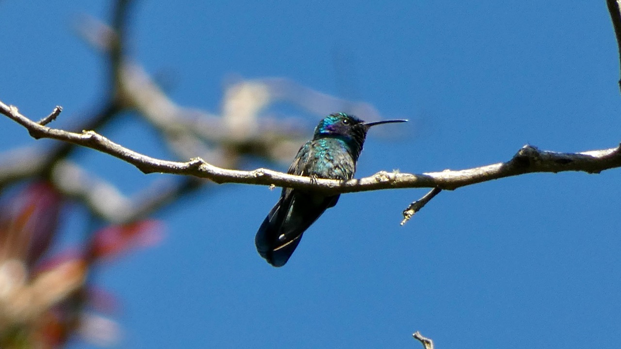 Lesser Violetear