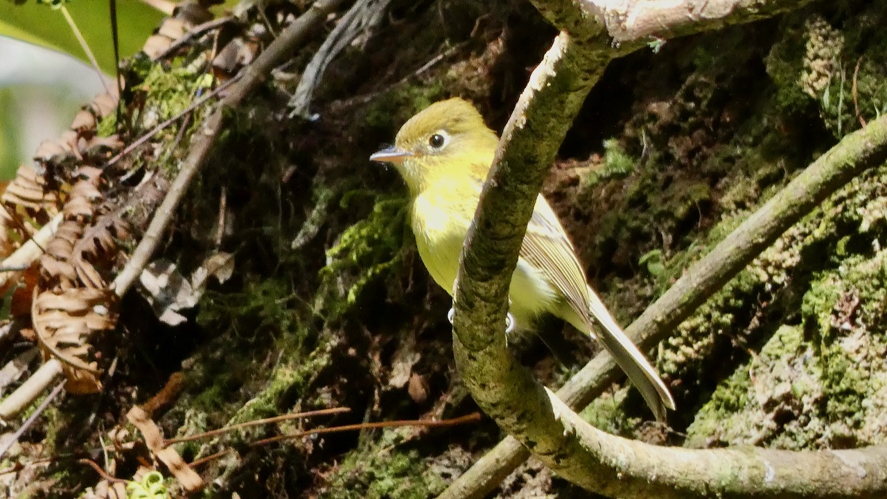 Yellowish Flycatcher