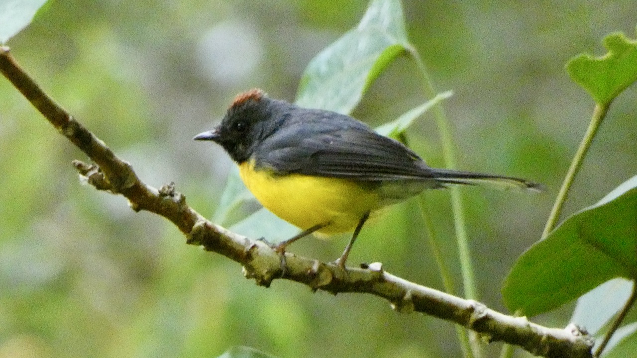 Slate-throated Redstart