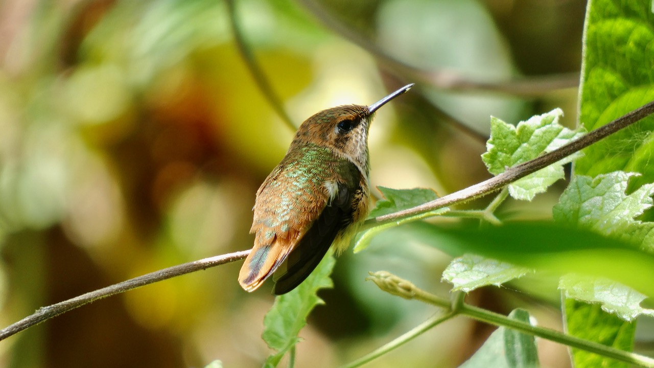 Scintillant Hummingbird