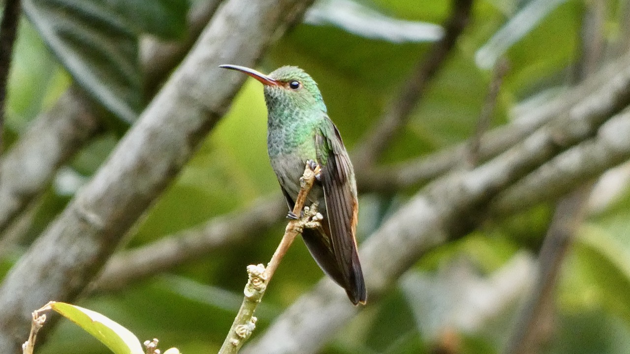 Rufous-tailed Hummingbird