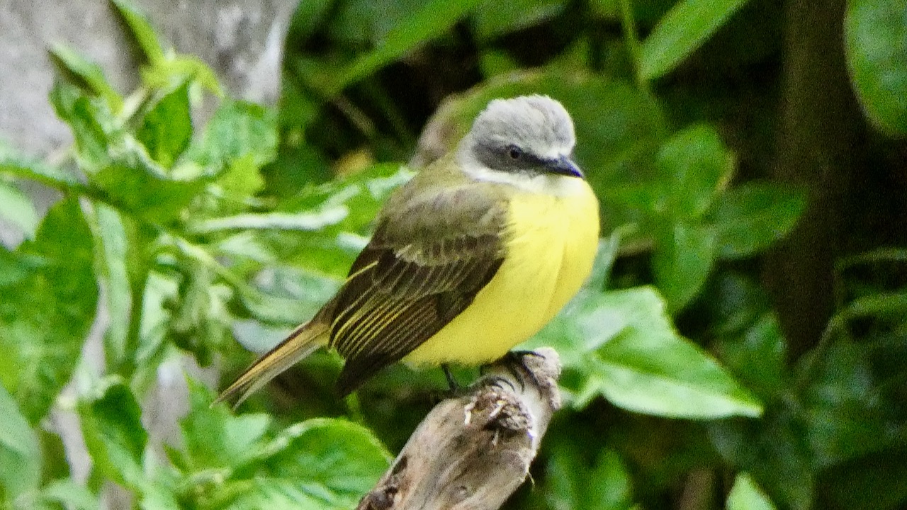 Gray-capped Flycatcher