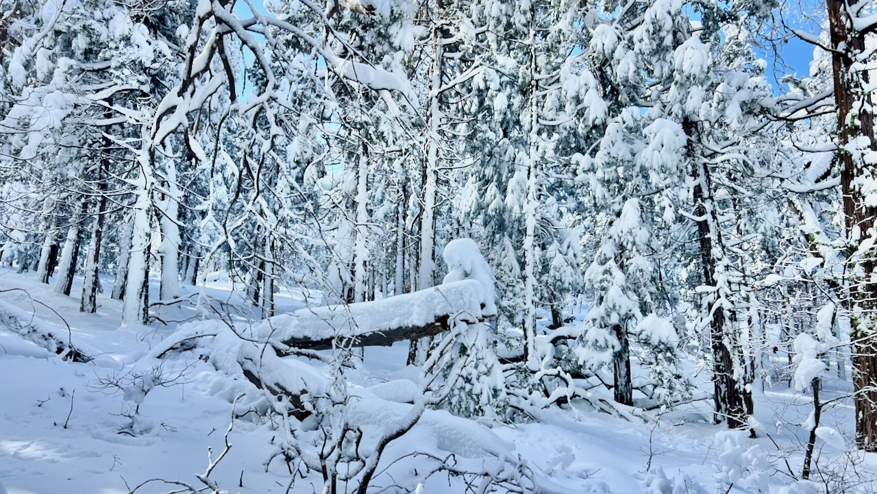 Trail View