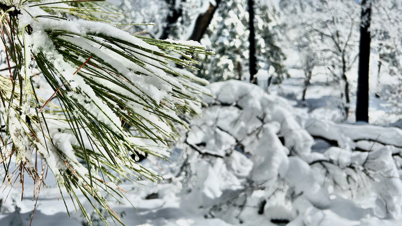 Snow covered pine needles