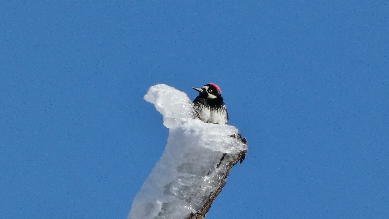 Acorn Woodpecker