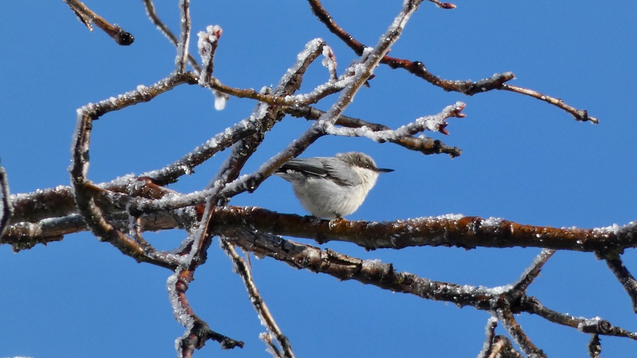 Pygmy Nuthatch