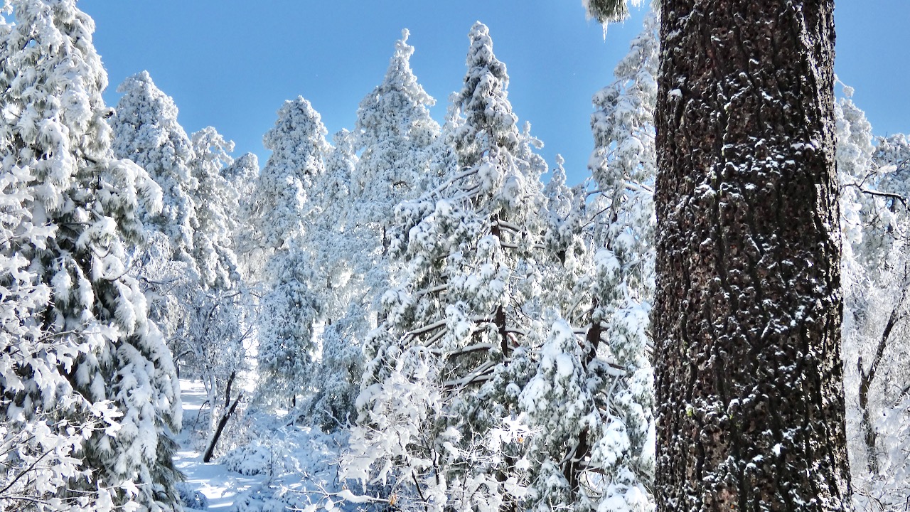 Trail View