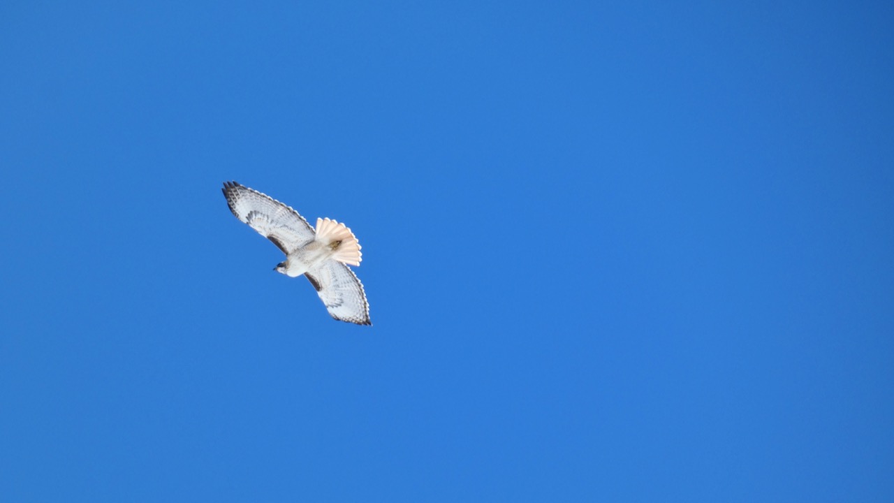 Red-tailed Hawk