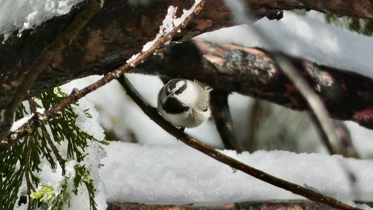 Mountain Chickadee