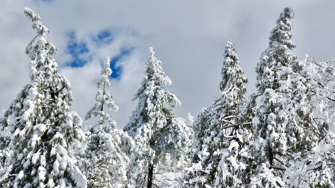 Snowy Trees