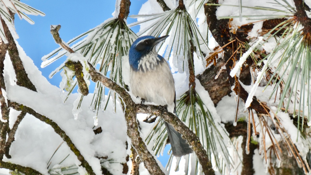 California Scrub-Jay