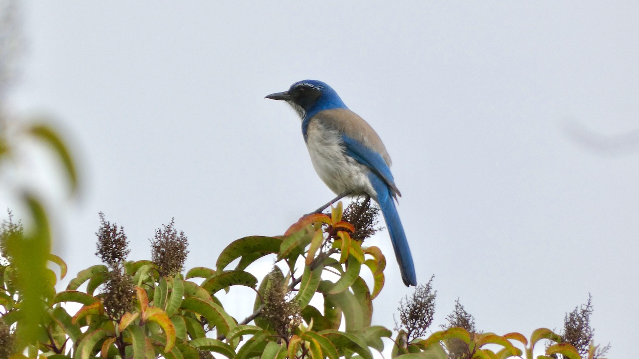 California Scrub-jay