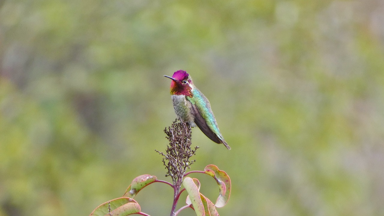 Anna's Hummingbird