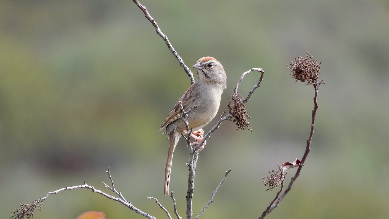 Rufous-crowned Sparrow