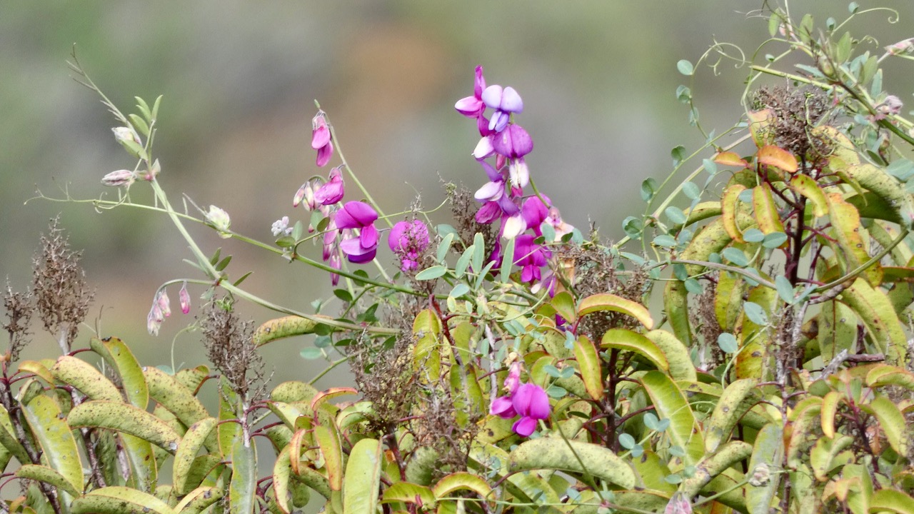 Campo-pea