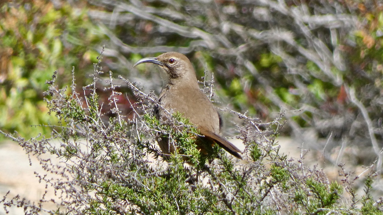 California Thrasher