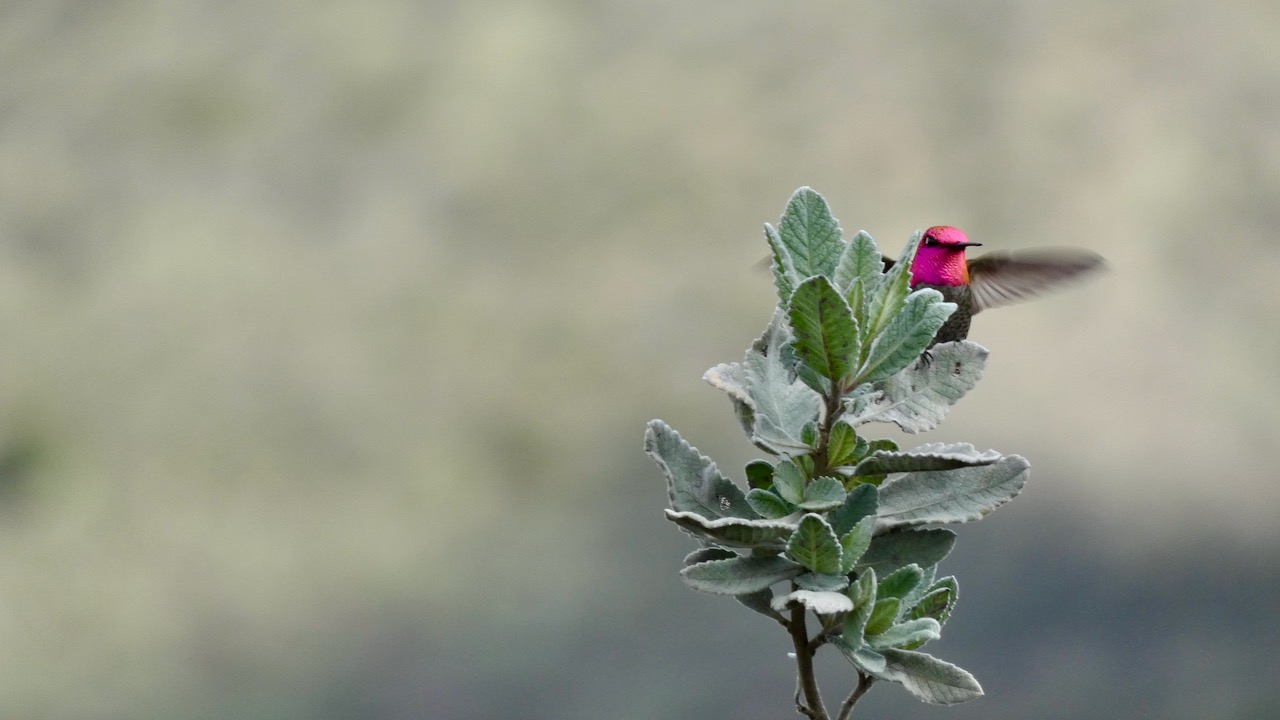 Anna's Hummingbird