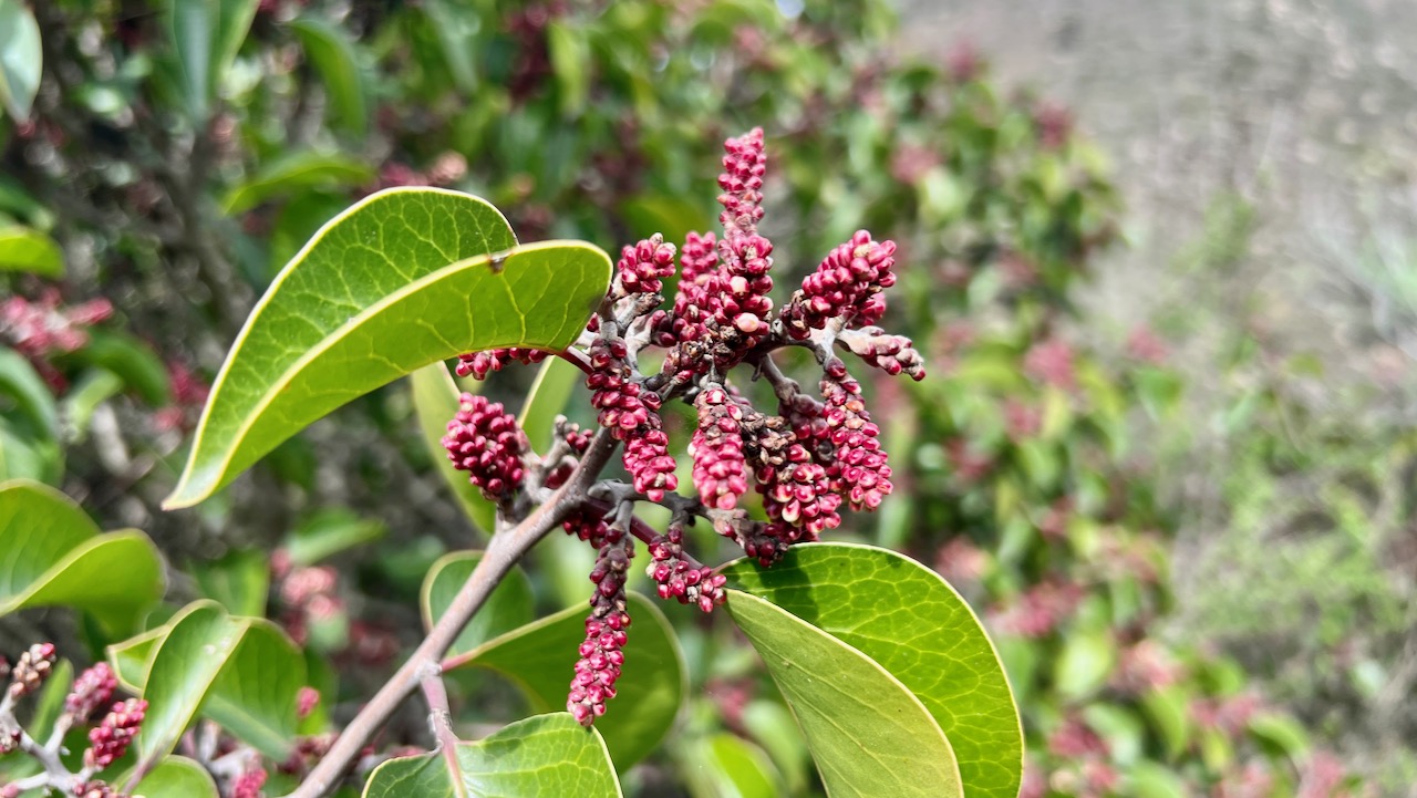 Sugar sumac