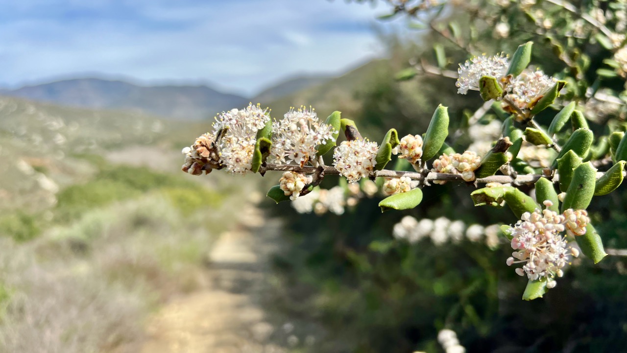 Hoary-leaf ceanothus