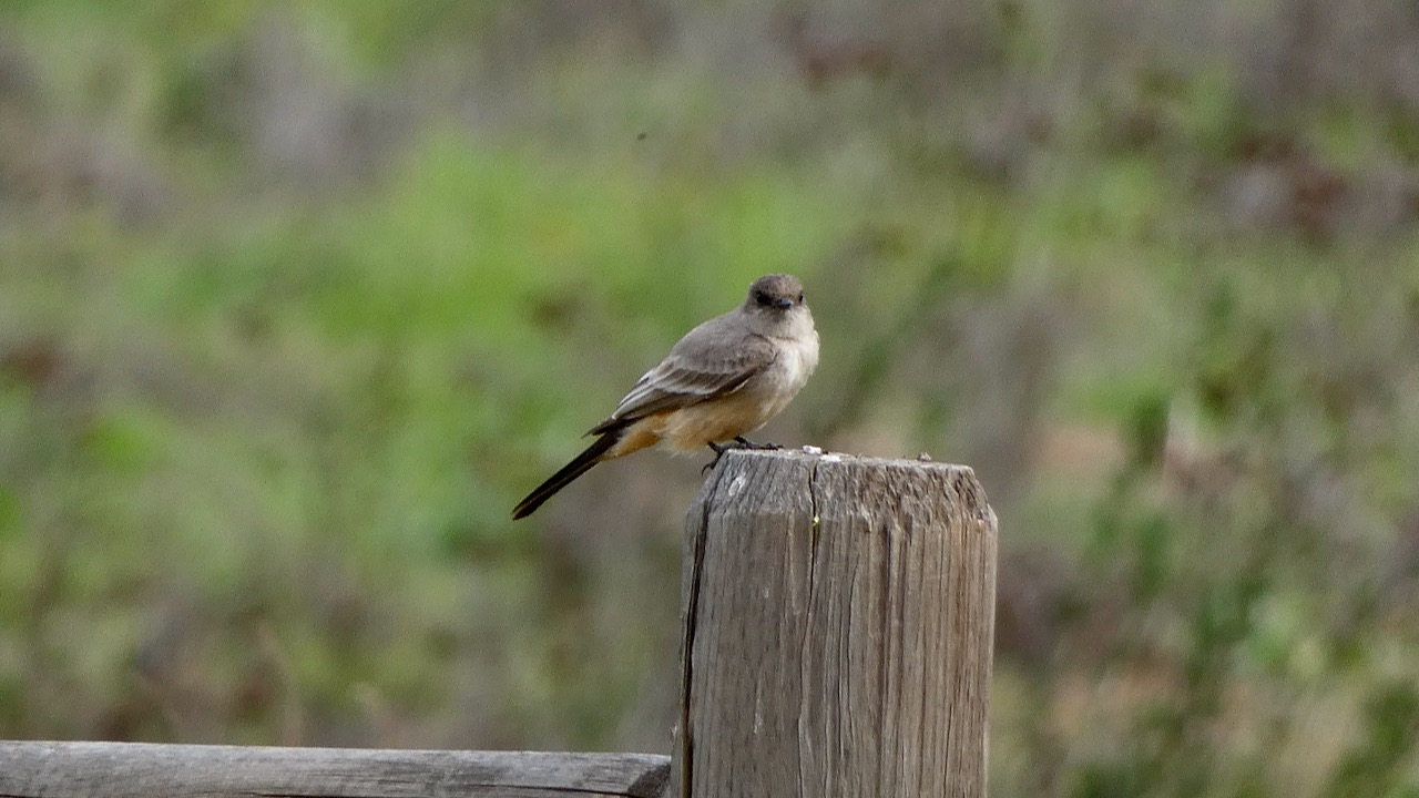 Say's Phoebe