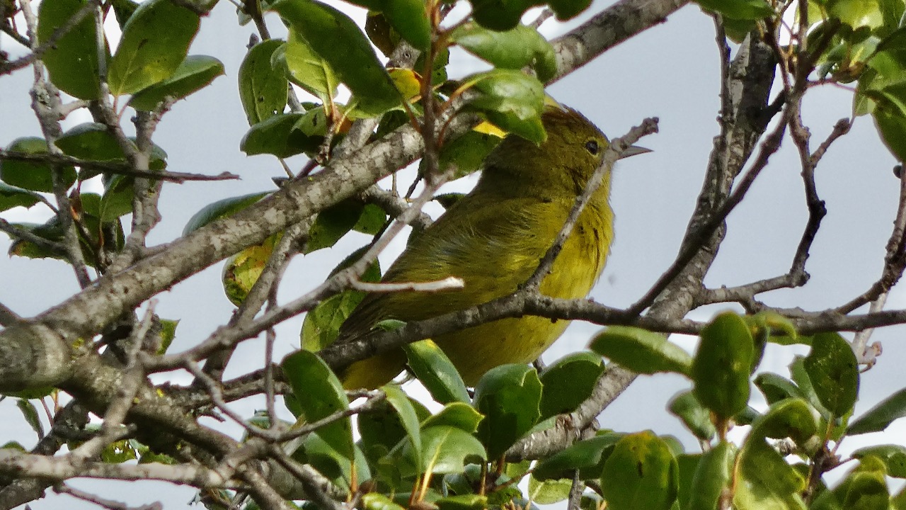 Orange-crowned Warbler