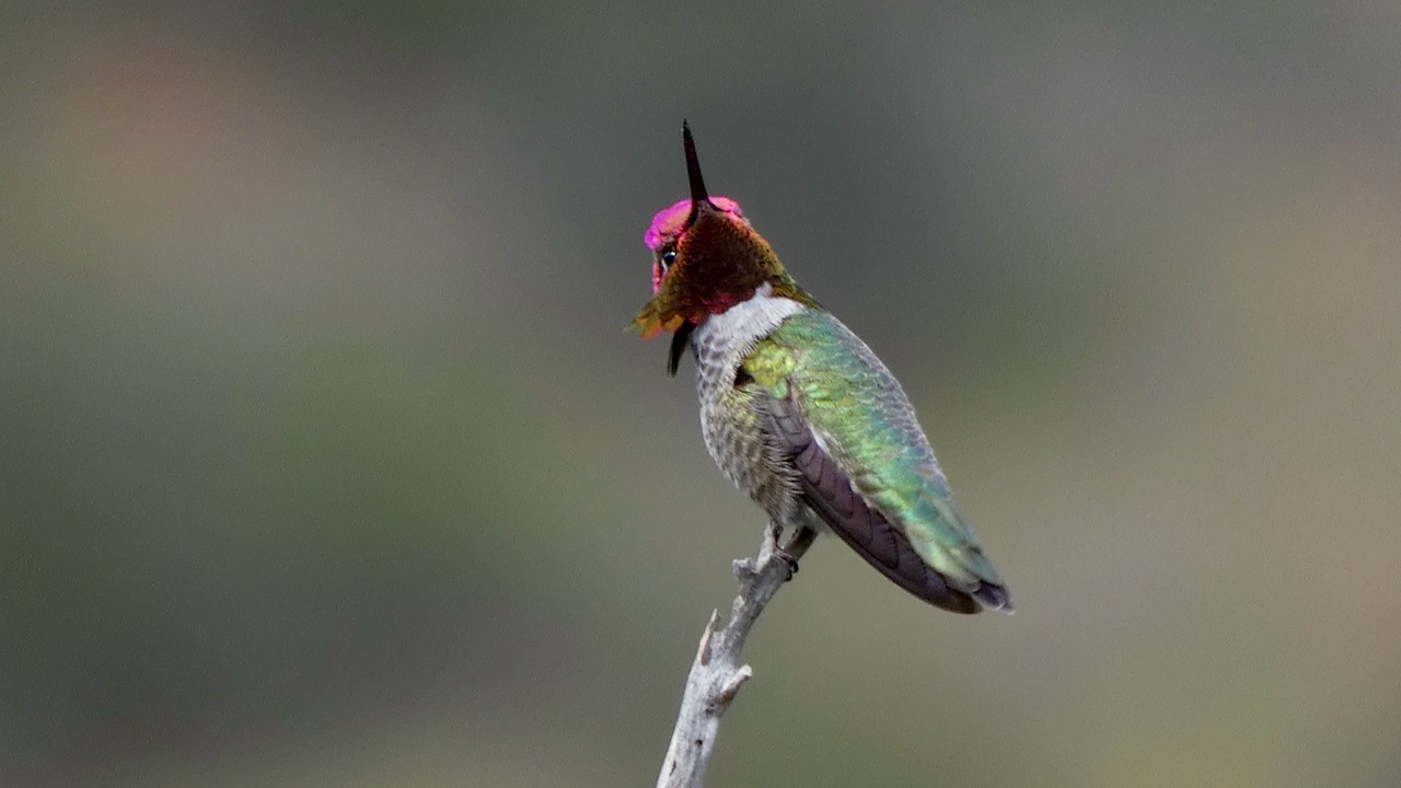 Anna's Hummingbird