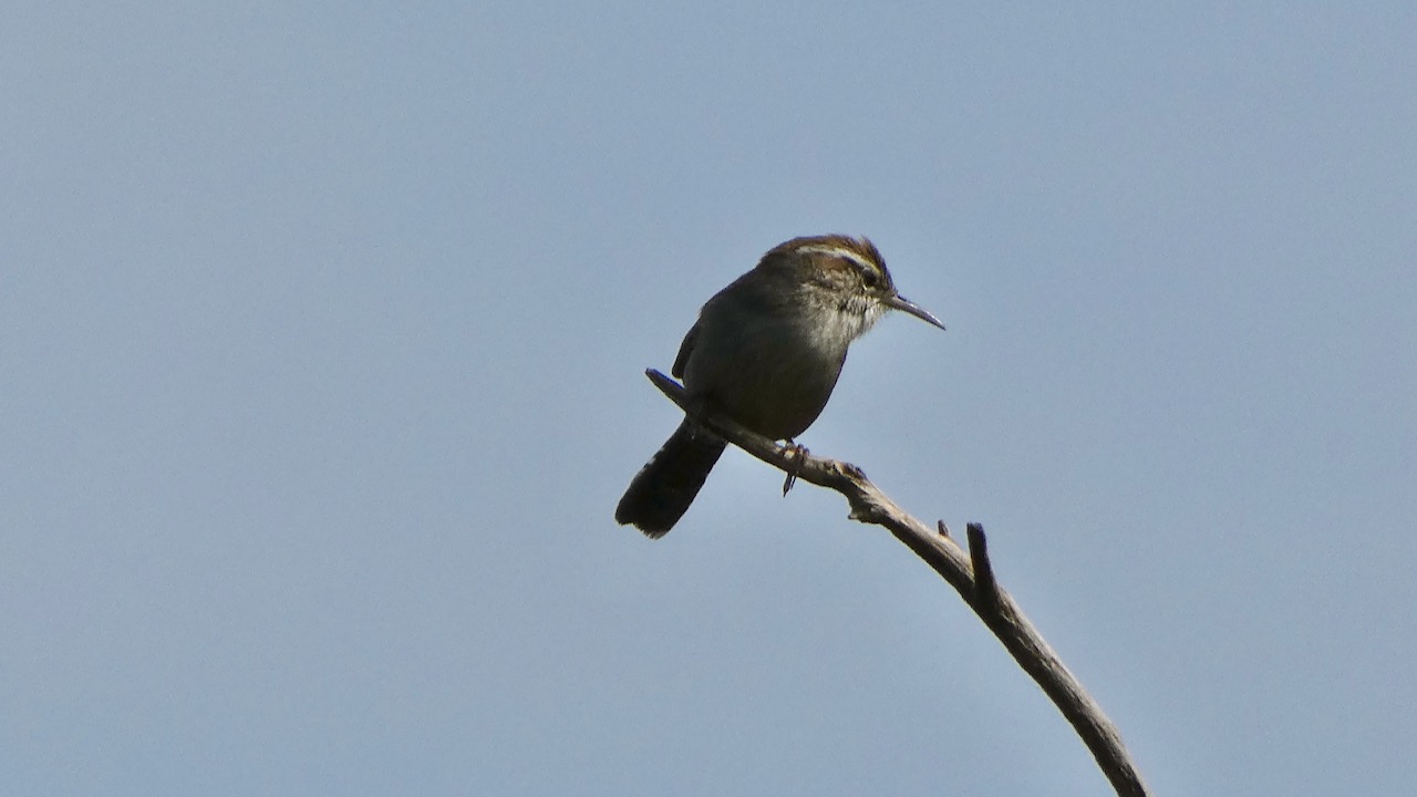 Bewick's Wren