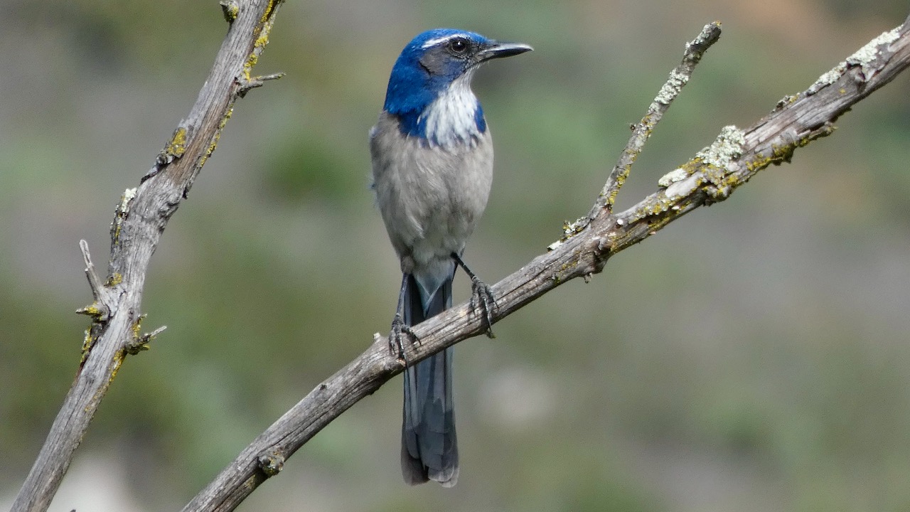 California Scrub-Jay