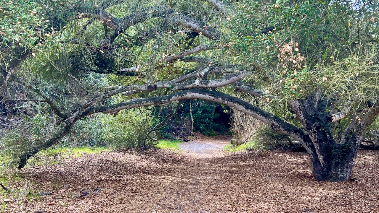 Trail View