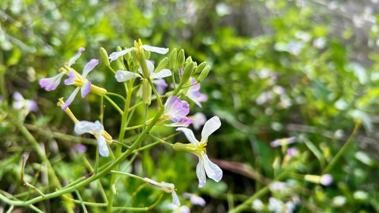 Wild radish