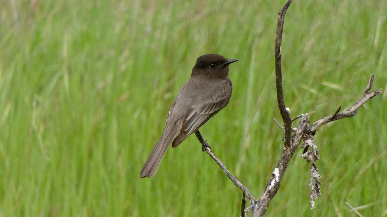 Black Phoebe