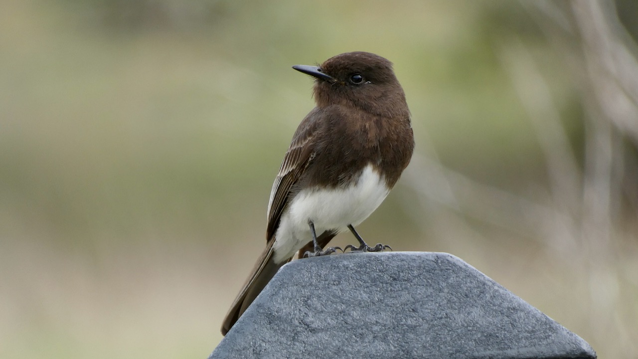 Black Phoebe