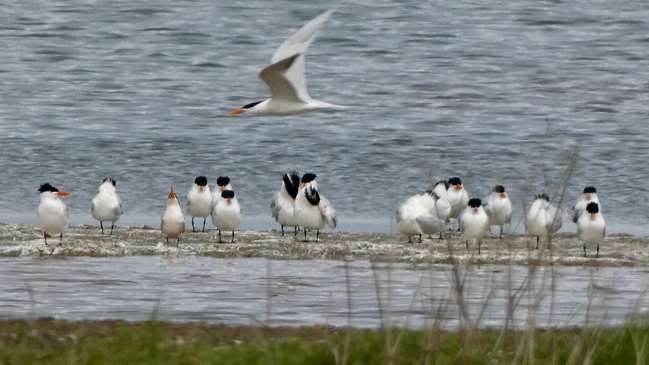 Royal Terns