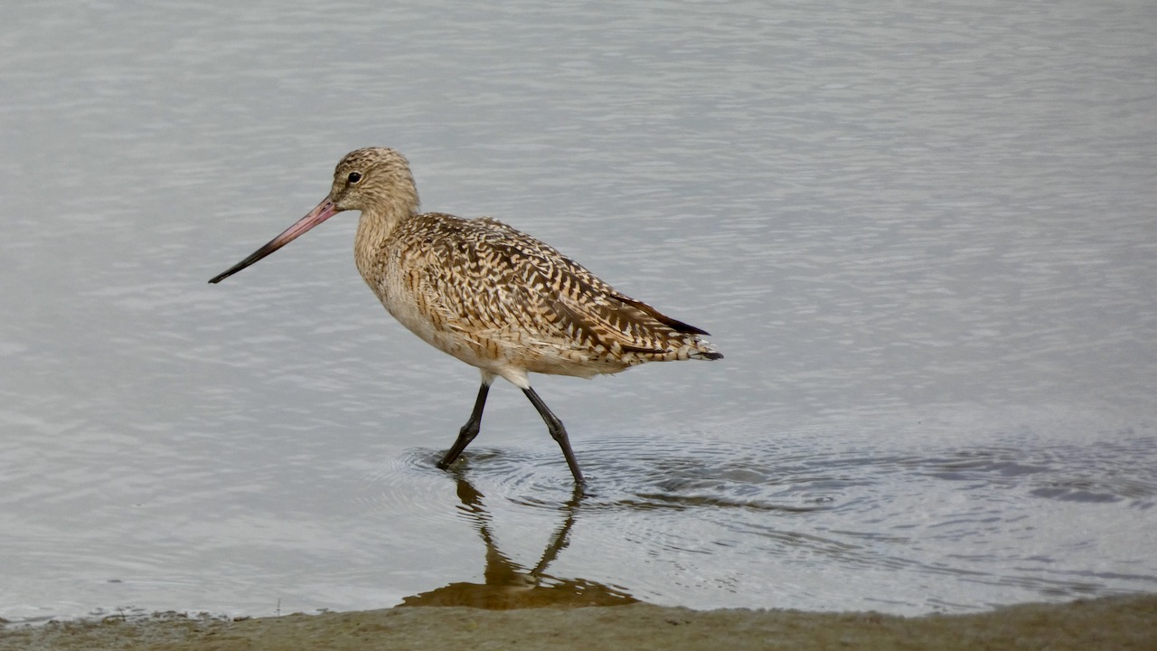 Marbled Godwit