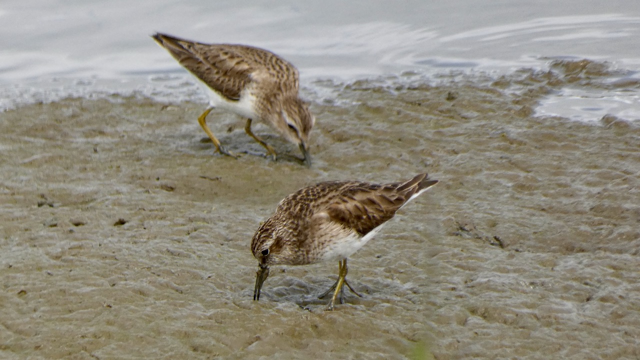 Least Sandpipers