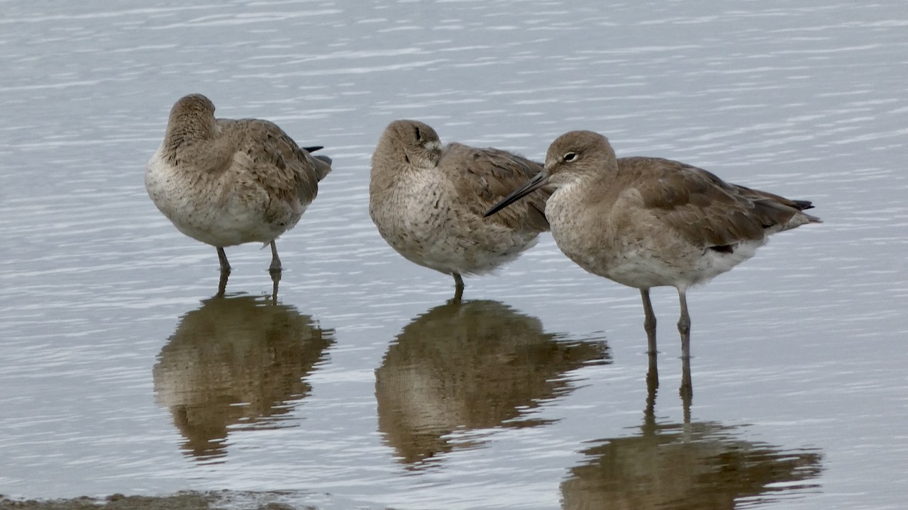 Willets