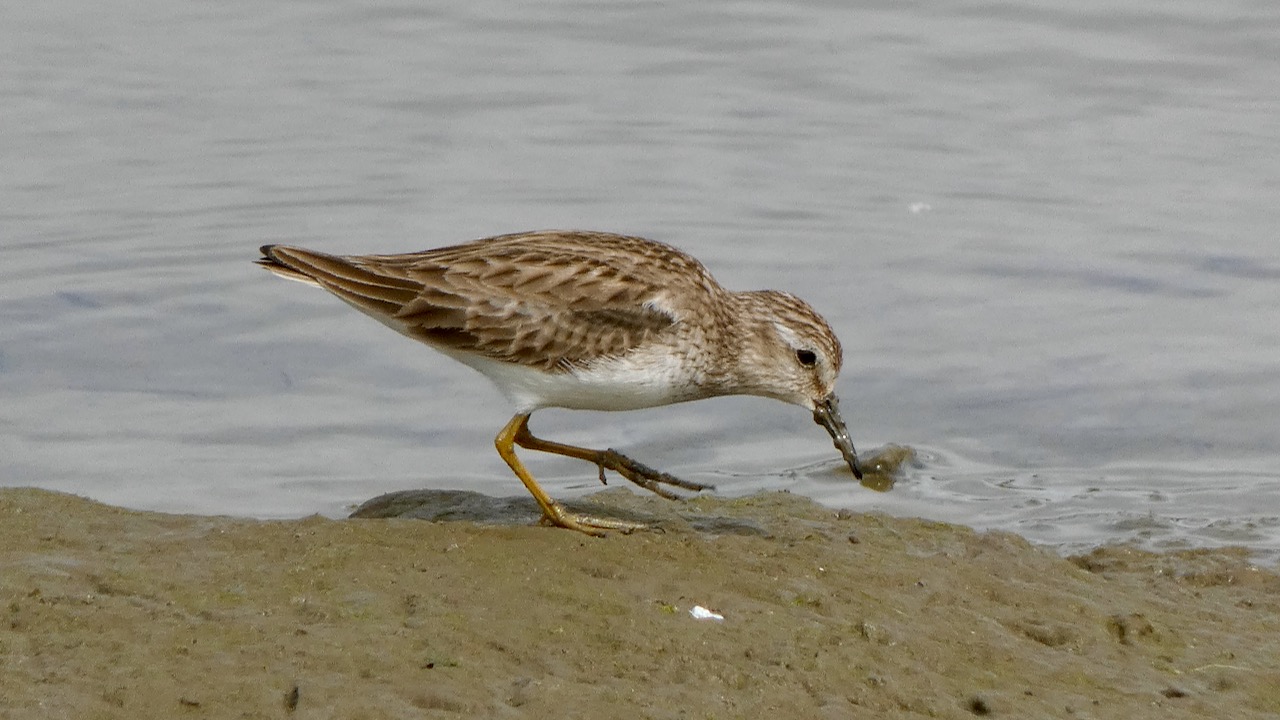 Least Sandpiper