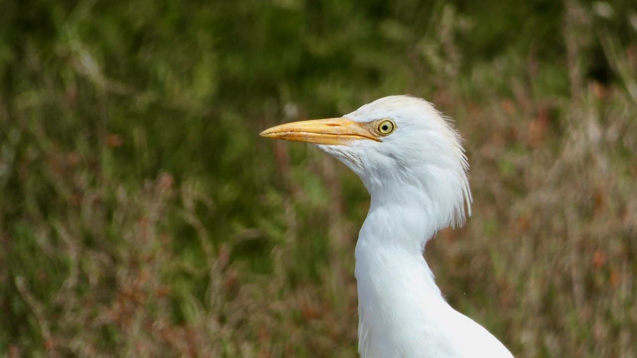 Cattle Egret