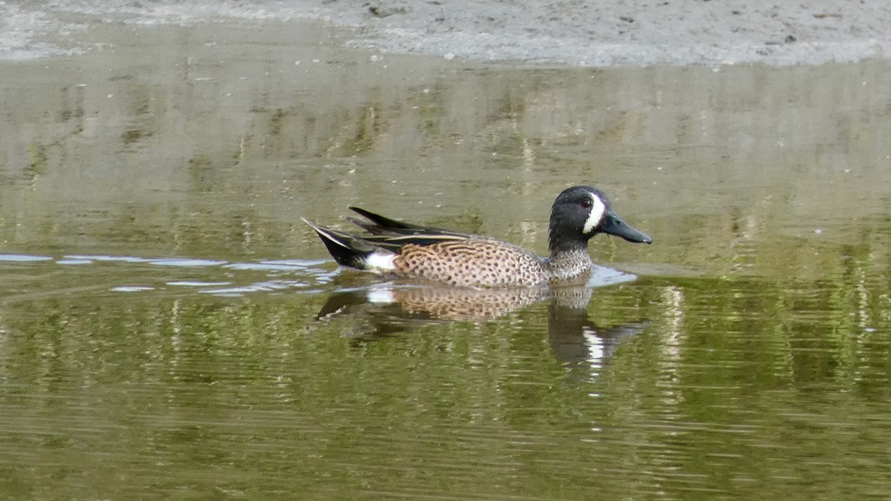 Blue-winged Teal