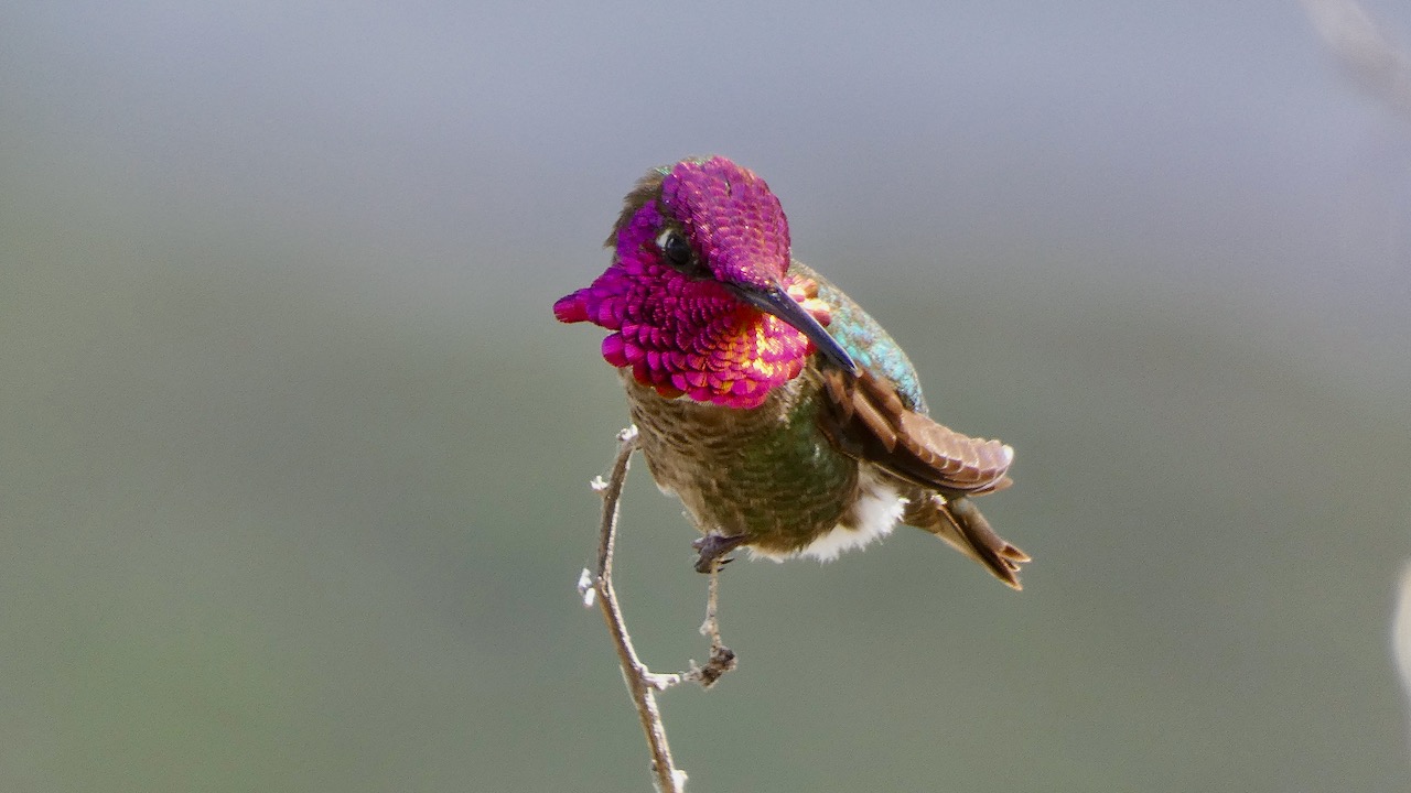 Anna's Hummingbird